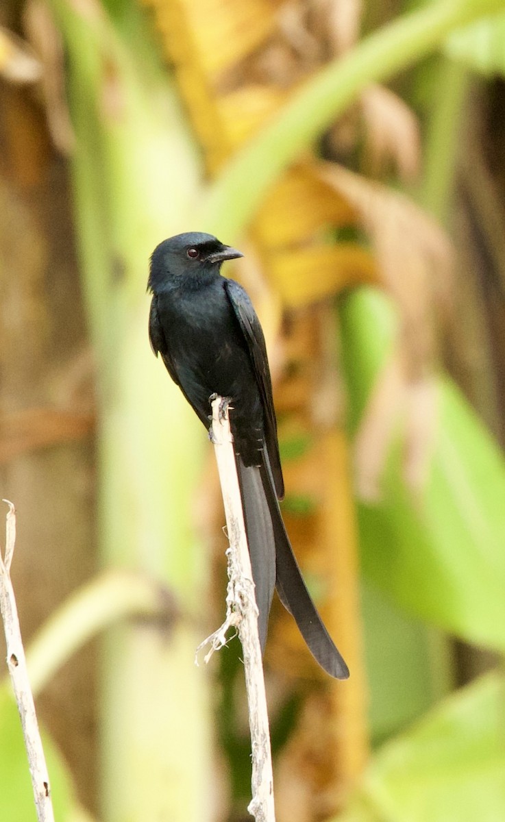 Black Drongo - ML646322382