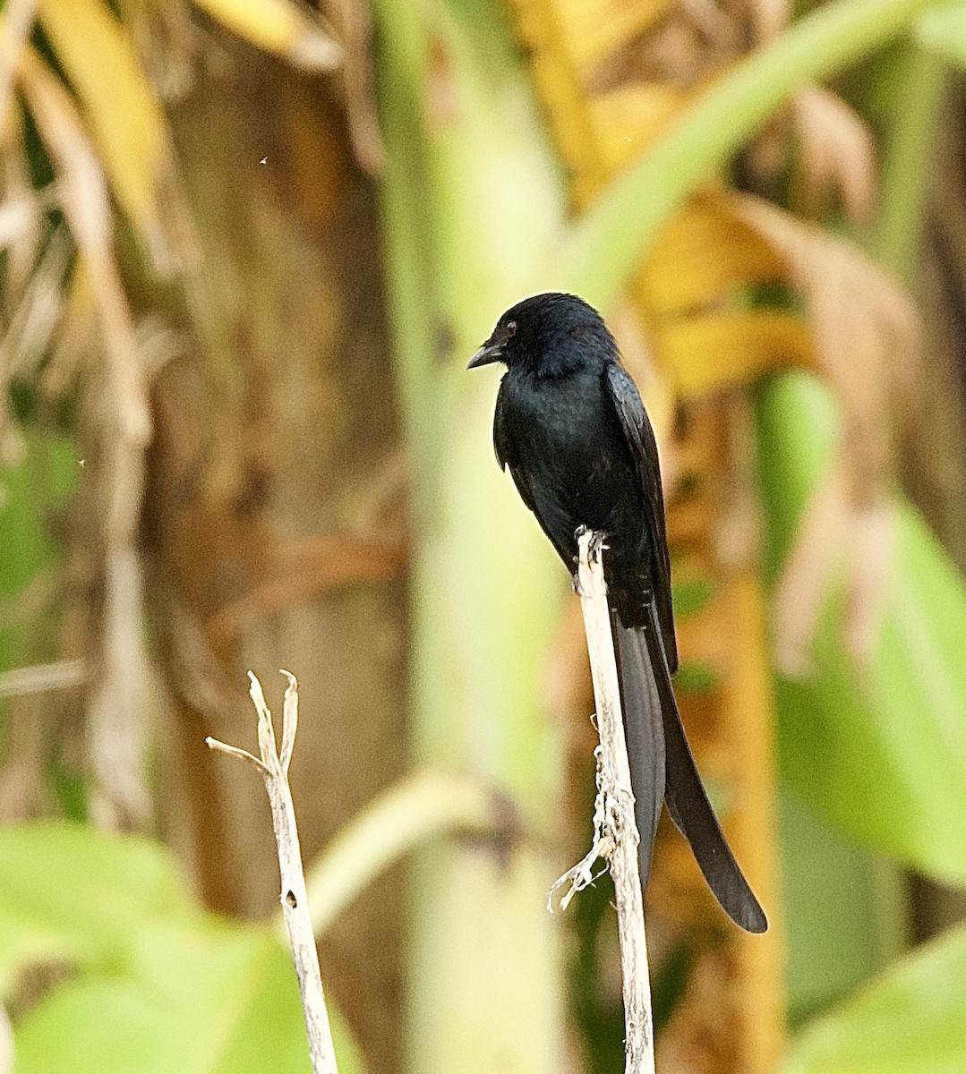 Black Drongo - ML646322383