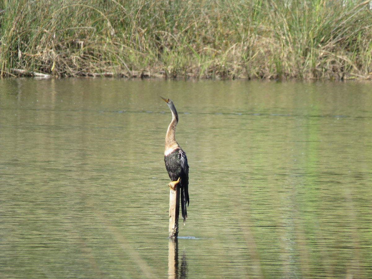 Anhinga - ML646322384