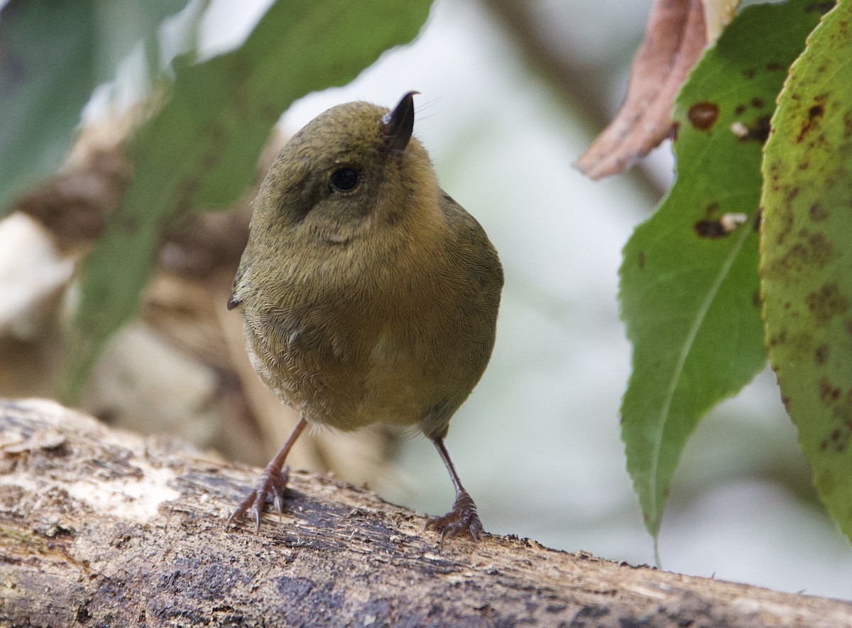 Pinchaflor Flanquiblanco - ML646322386