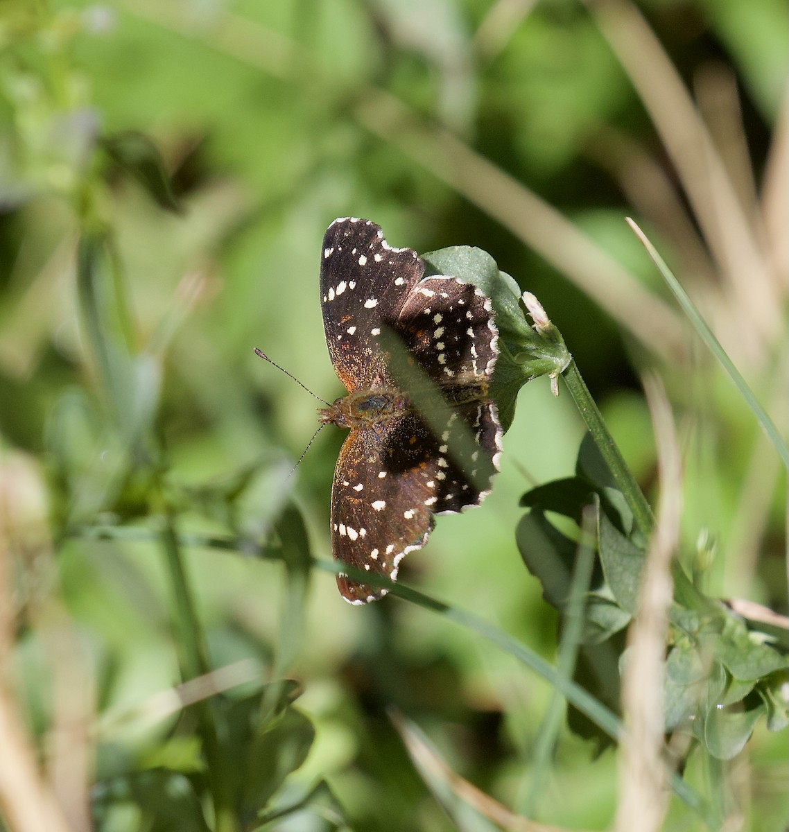 Texan Crescent - ML646322387