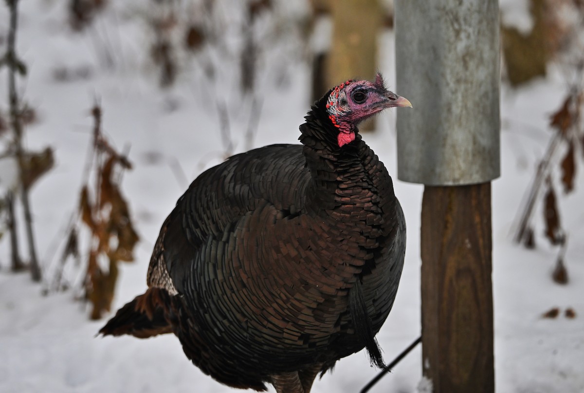 Wild Turkey - ML646322388