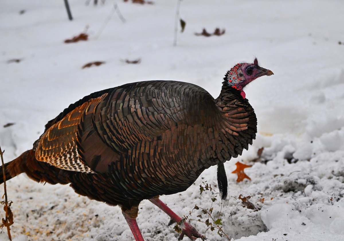 Wild Turkey - ML646322389
