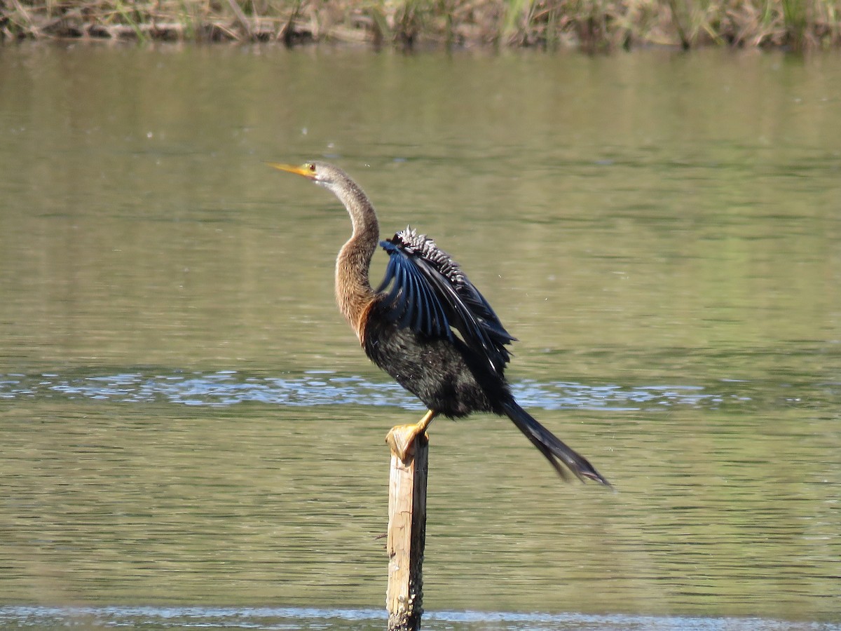 Anhinga - ML646322390
