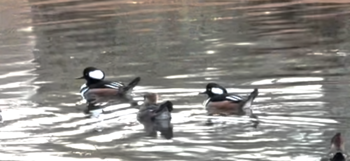 Hooded Merganser - ML646322391