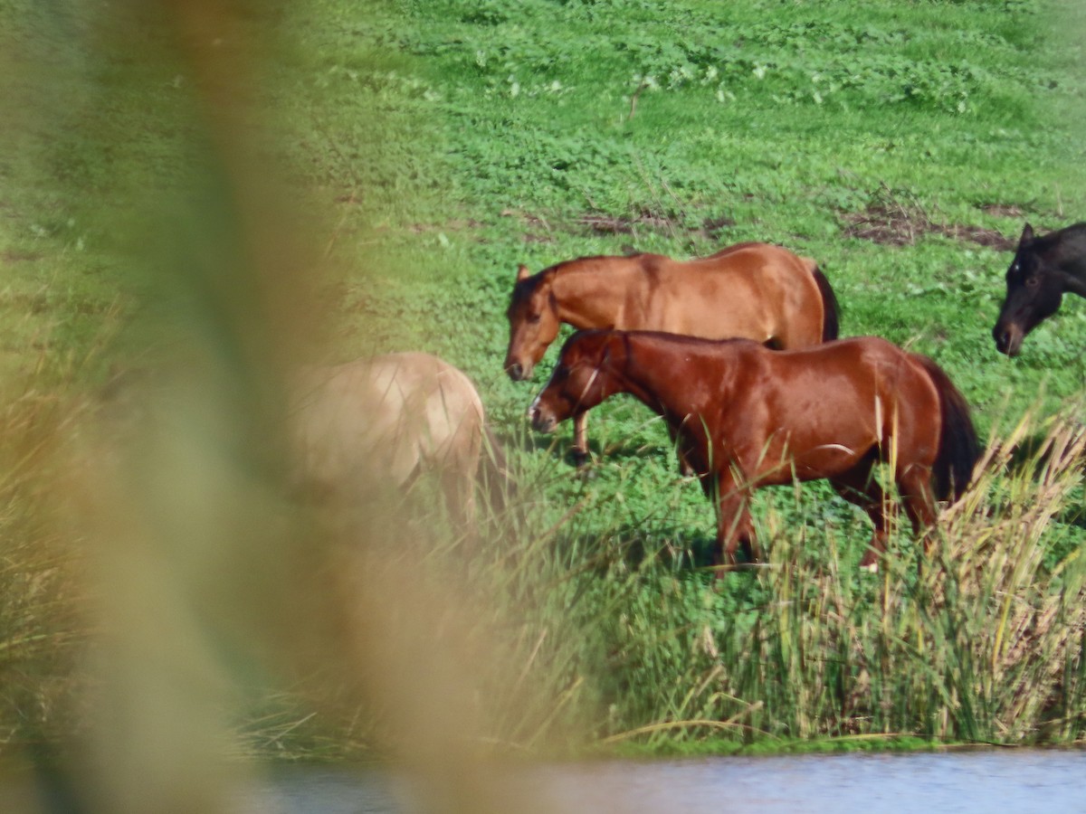 Animals - ML646322392