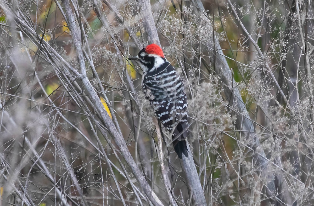 Nuttall's Woodpecker - ML646322393