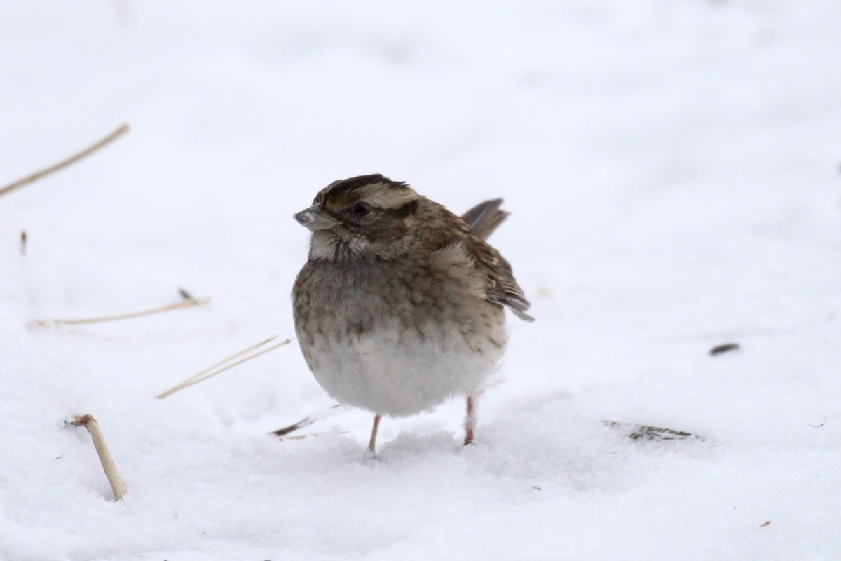 White-throated Sparrow - ML646322395