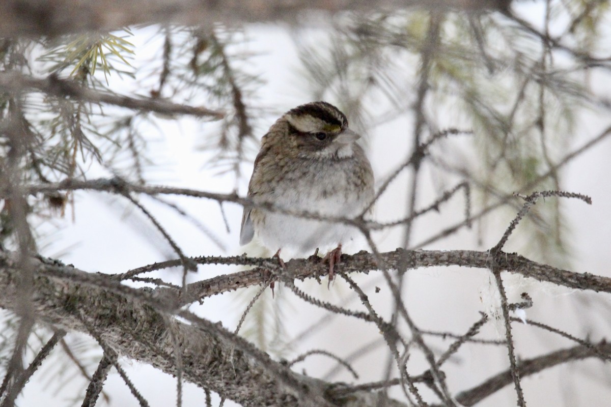 White-throated Sparrow - ML646322397