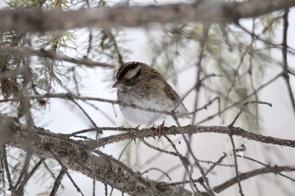 White-throated Sparrow - ML646322398