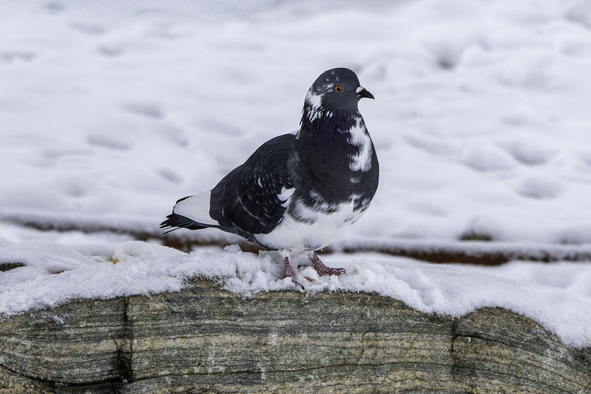 Rock Pigeon (Feral Pigeon) - ML646322401