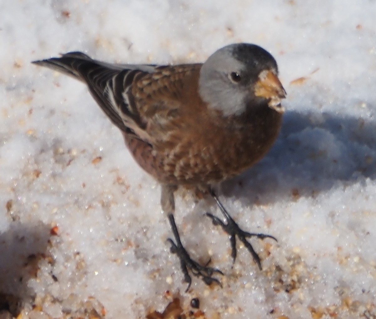 grånakkefjellfink (littoralis) - ML646322417