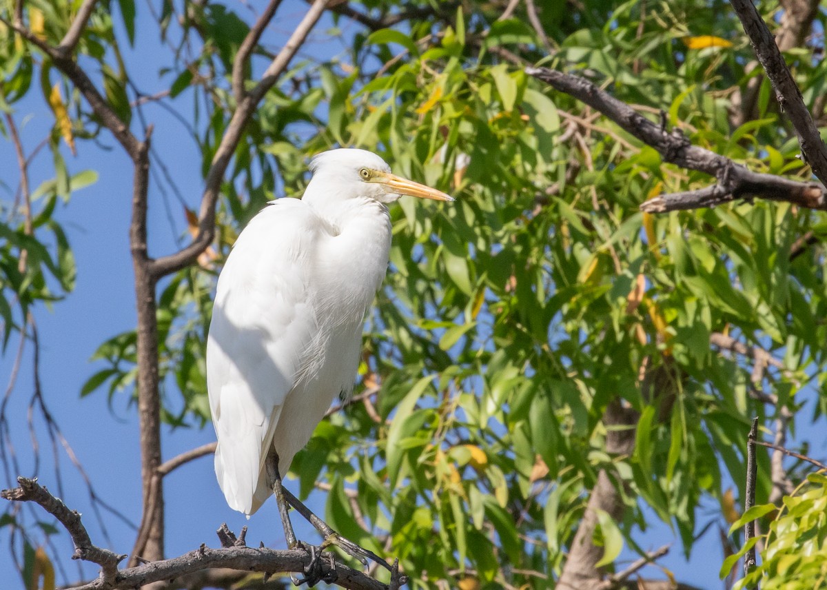 Plumed Egret - ML646322430