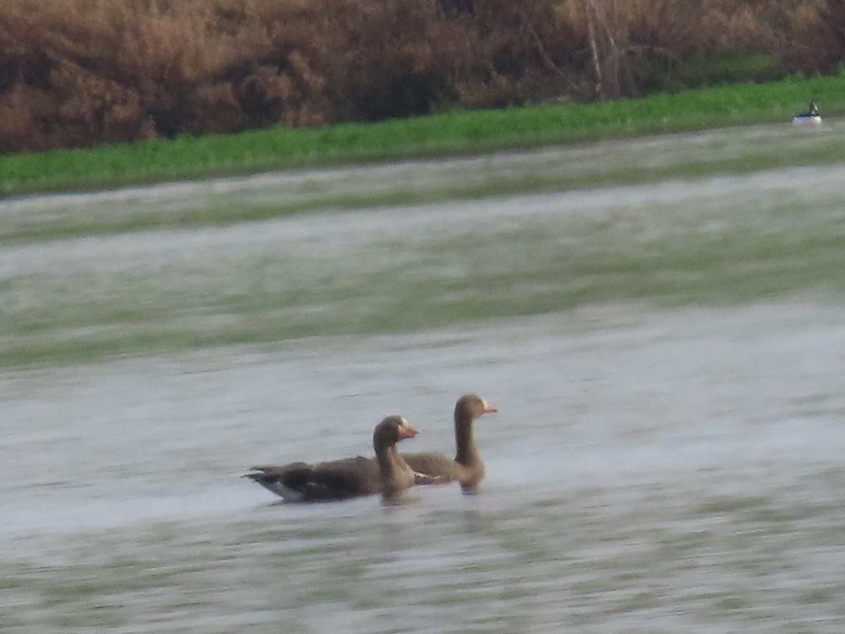 Greater White-fronted Goose - ML646322431