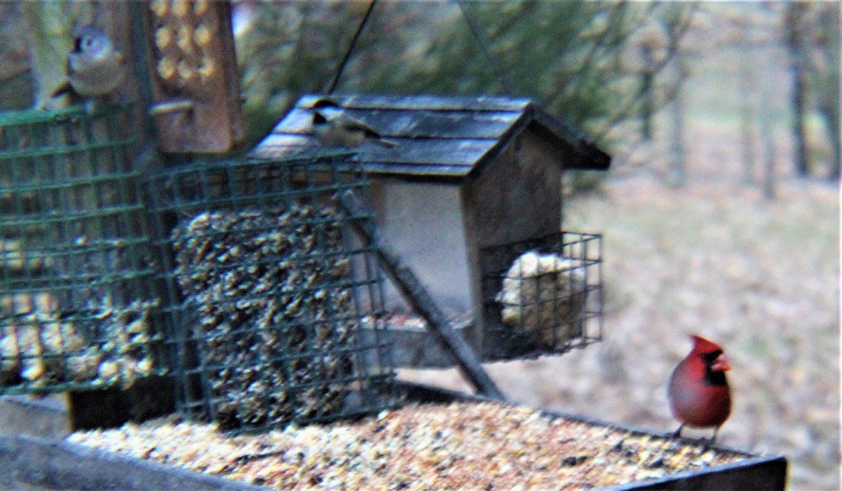 Tufted Titmouse - ML646322434