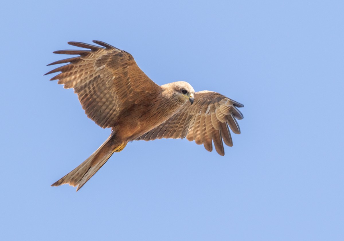 Black Kite (Black) - ML646322435