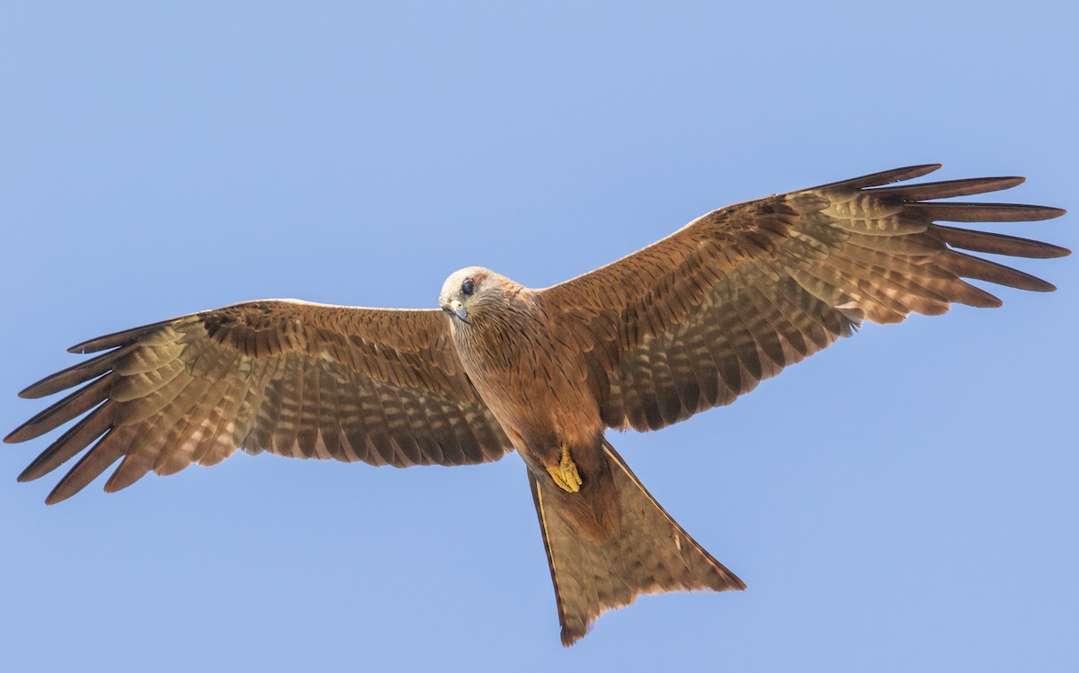 Black Kite (Black) - ML646322436