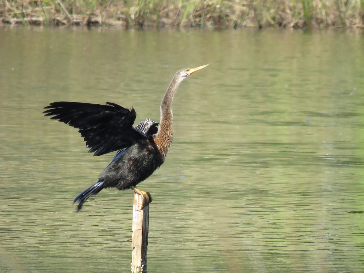 Anhinga - ML646322437