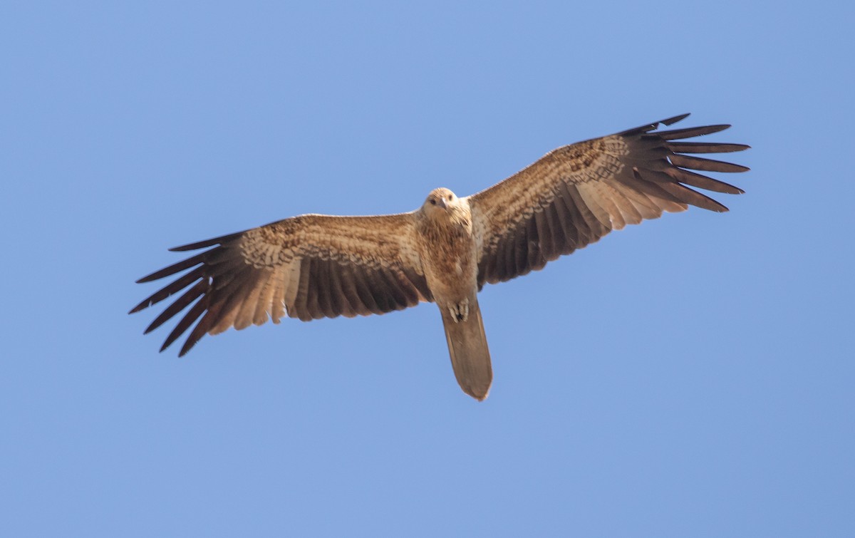 Whistling Kite - ML646322438