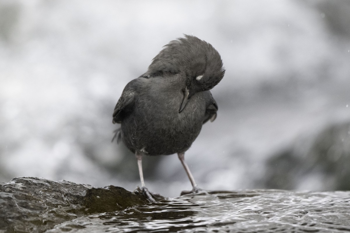 American Dipper - ML646322439