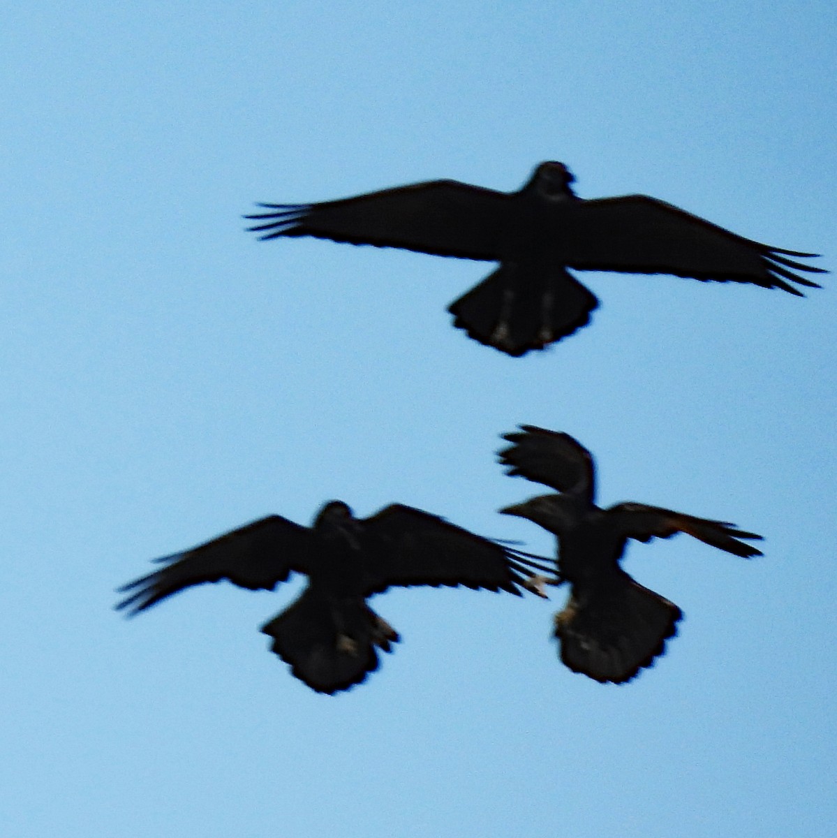 Chihuahuan Raven - ML646322446