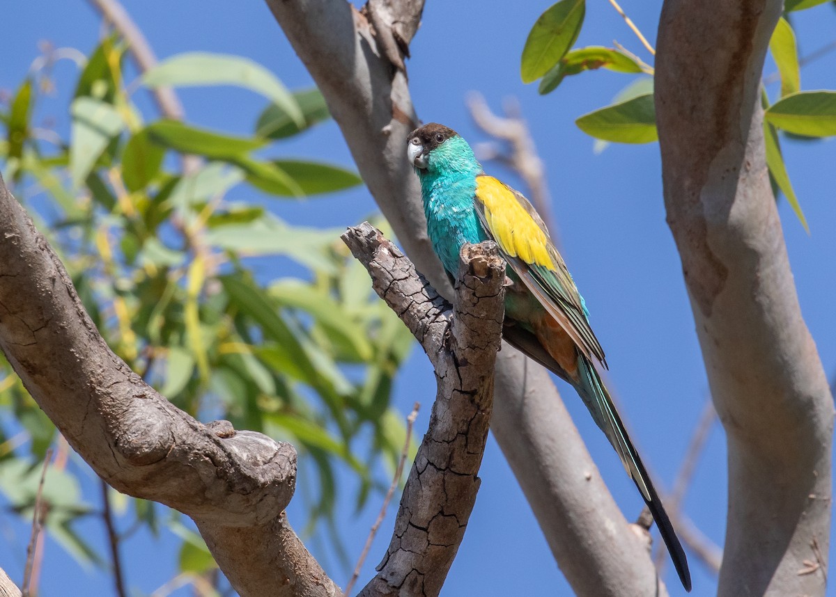 Hooded Parrot - ML646322448