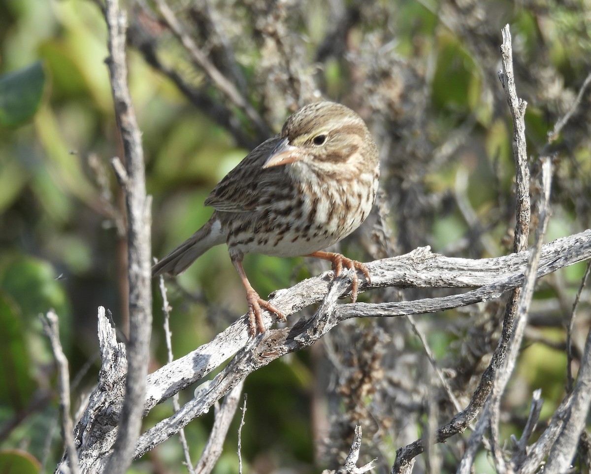 Savannah Sparrow (Large-billed) - ML646322450
