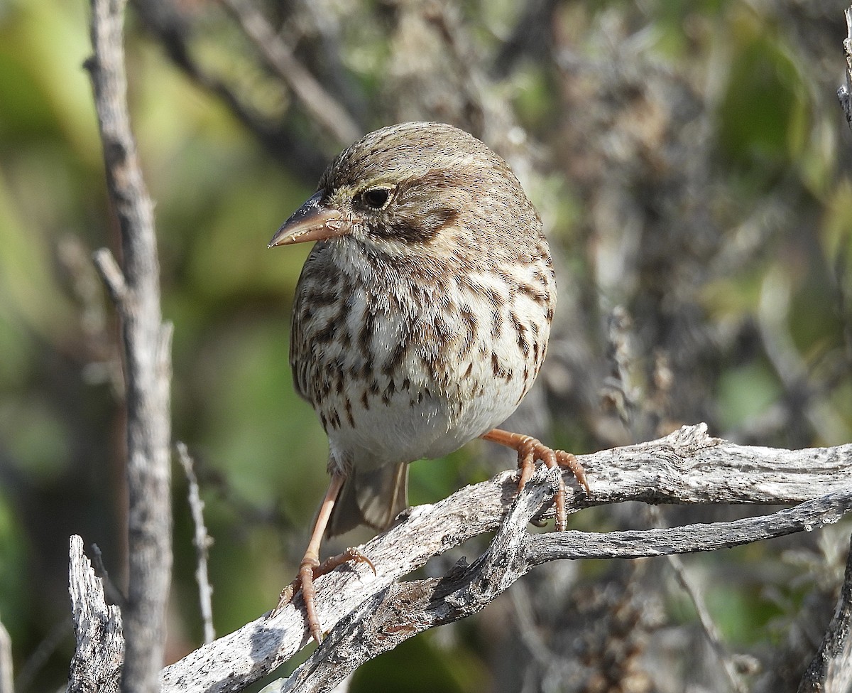 Savannah Sparrow (Large-billed) - ML646322451