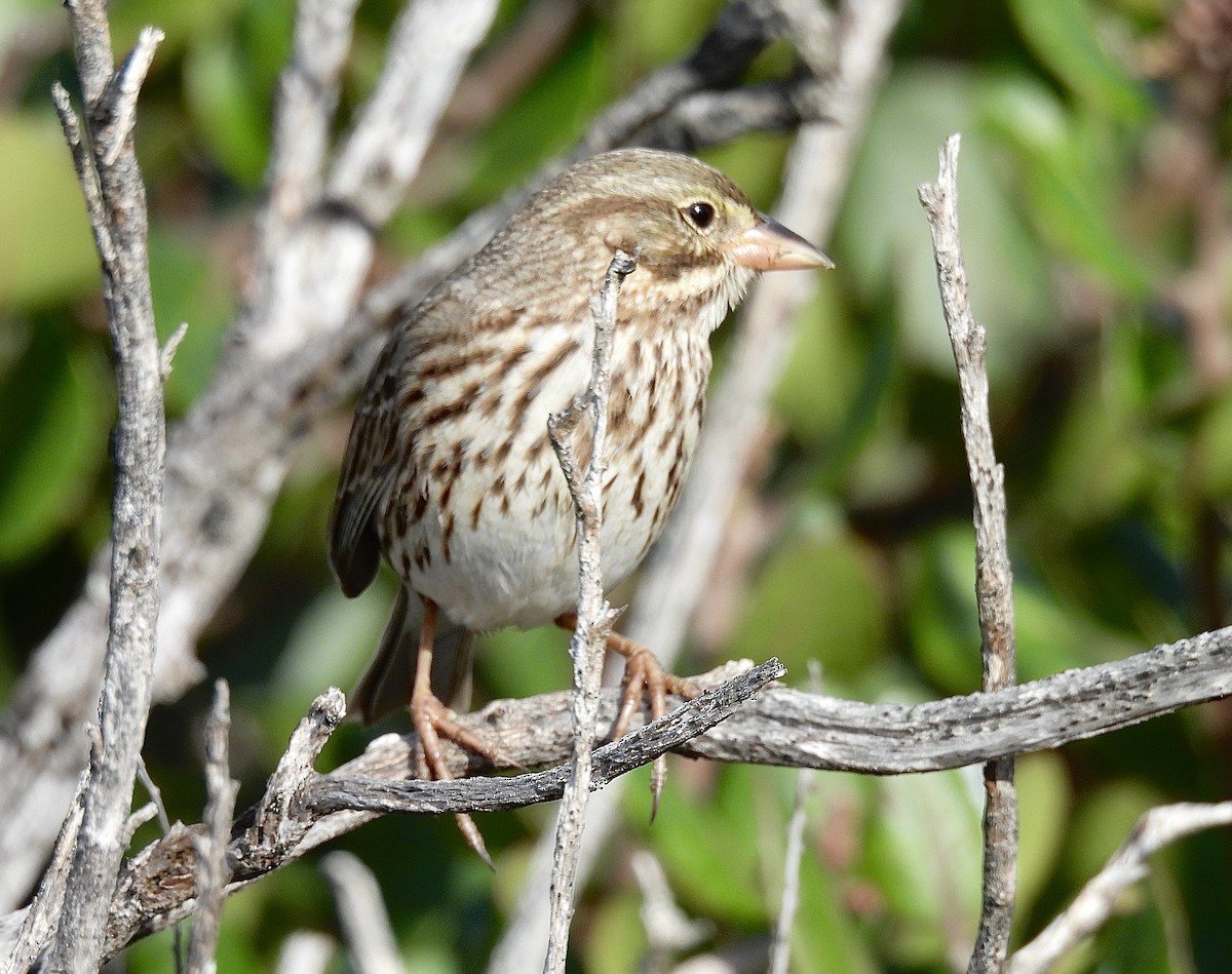 Savannah Sparrow (Large-billed) - ML646322452
