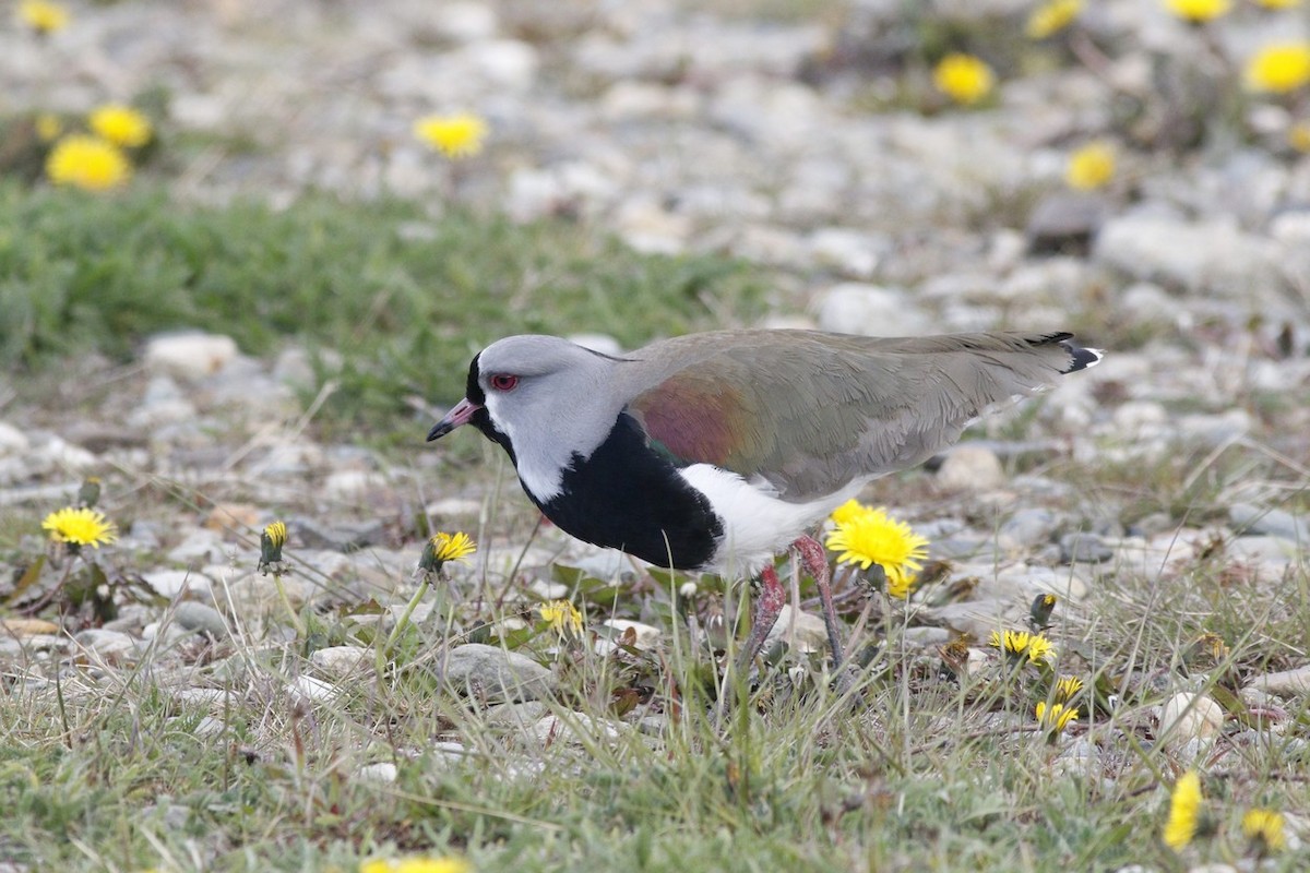Southern Lapwing - ML646322468