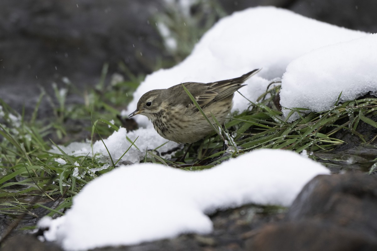 American Pipit - ML646322469