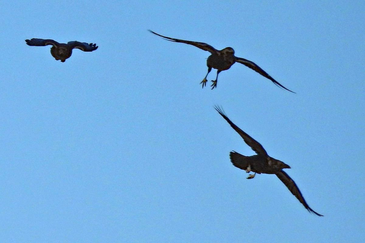 Chihuahuan Raven - ML646322471