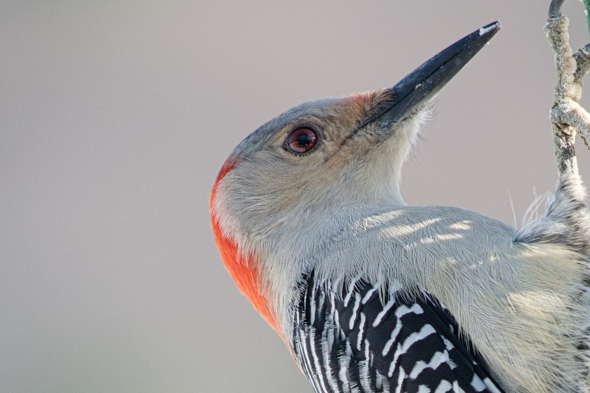 Red-bellied Woodpecker - ML646322473