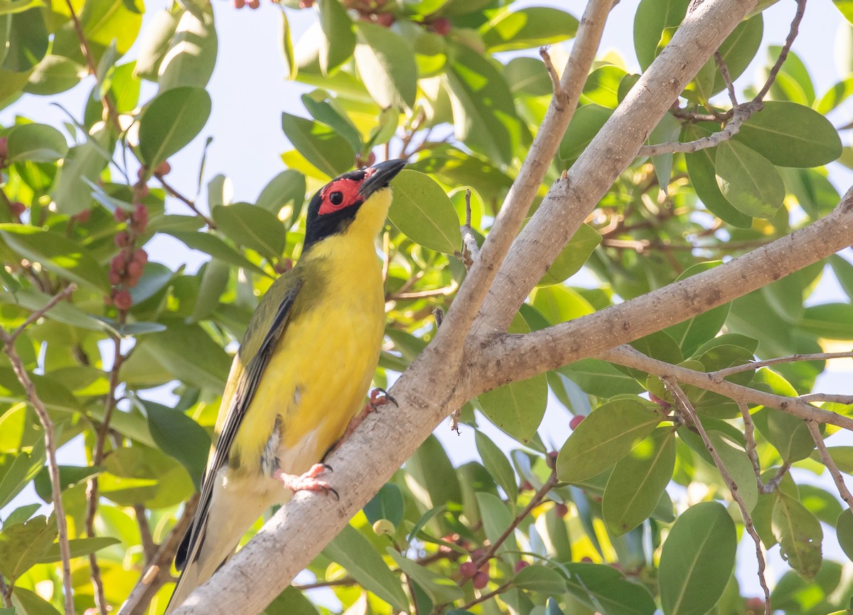 Australasian Figbird - ML646322475