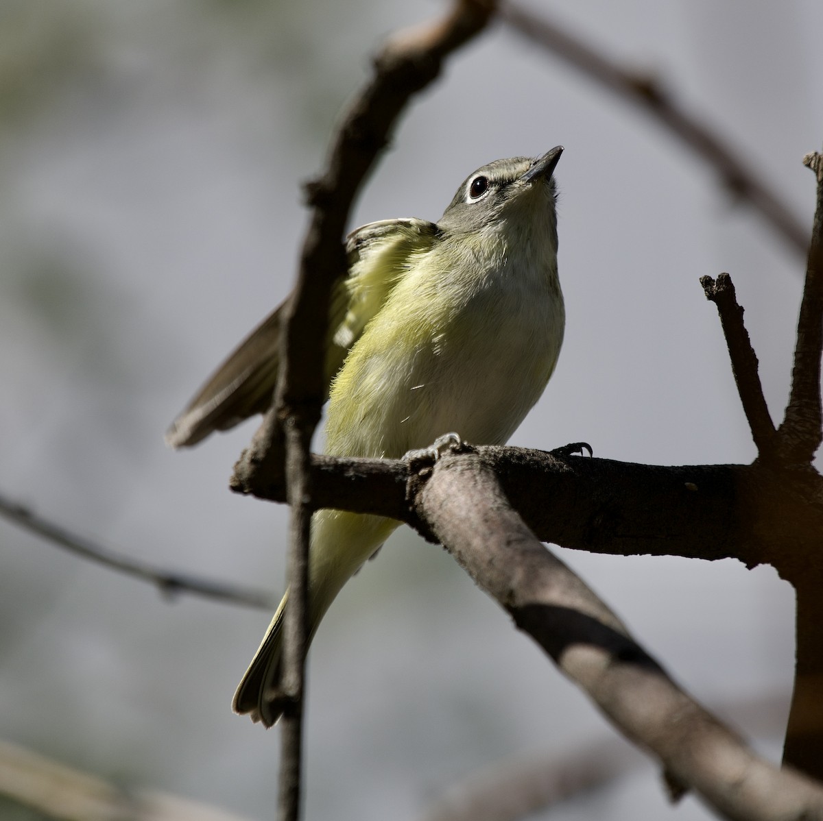 Cassin's Vireo - ML646322483