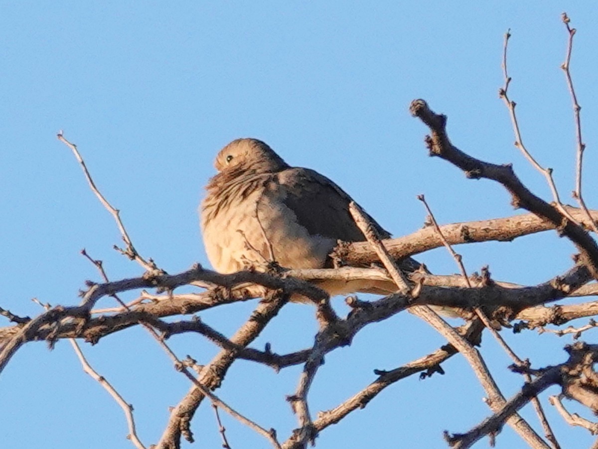 Mourning Dove - ML646322484