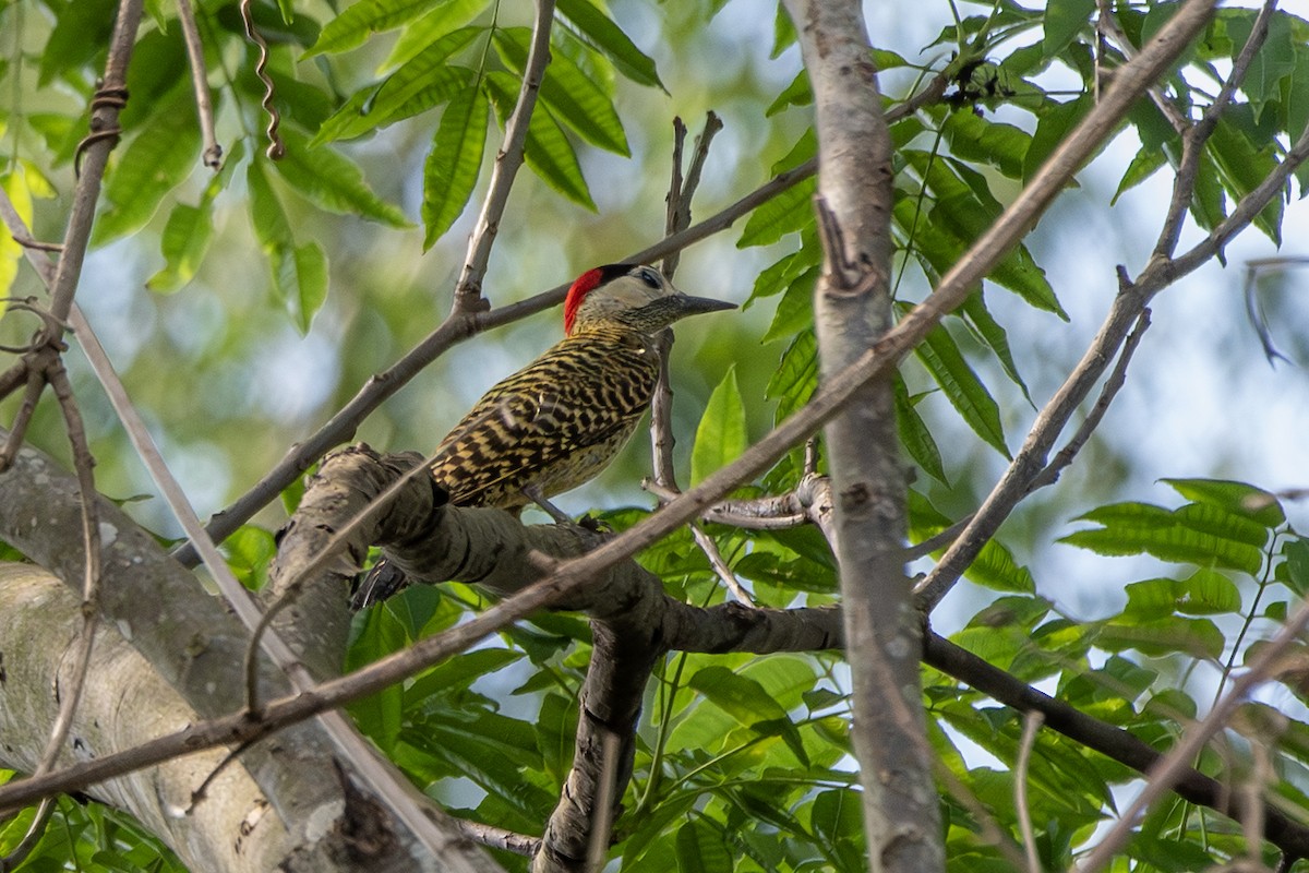 Декол плямистоволий - ML646322485