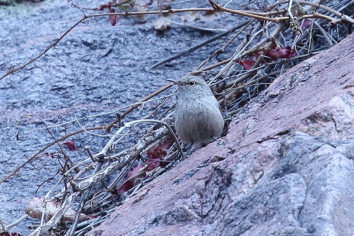 Rock Wren - ML646322488
