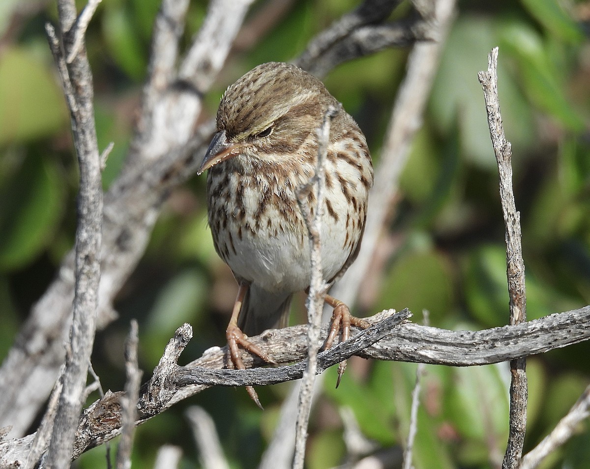 Savannah Sparrow (Large-billed) - ML646322491