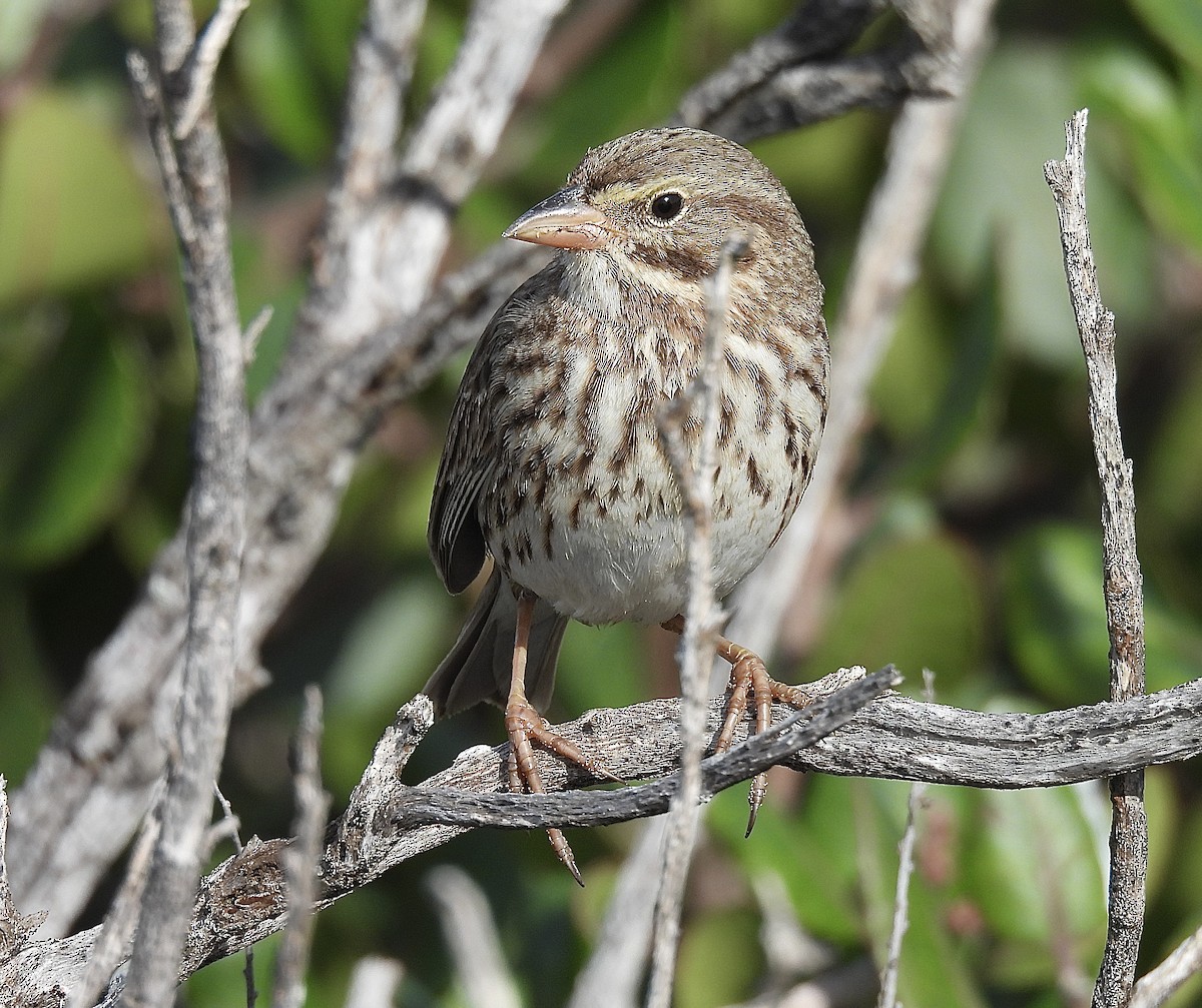 Savannah Sparrow (Large-billed) - ML646322492