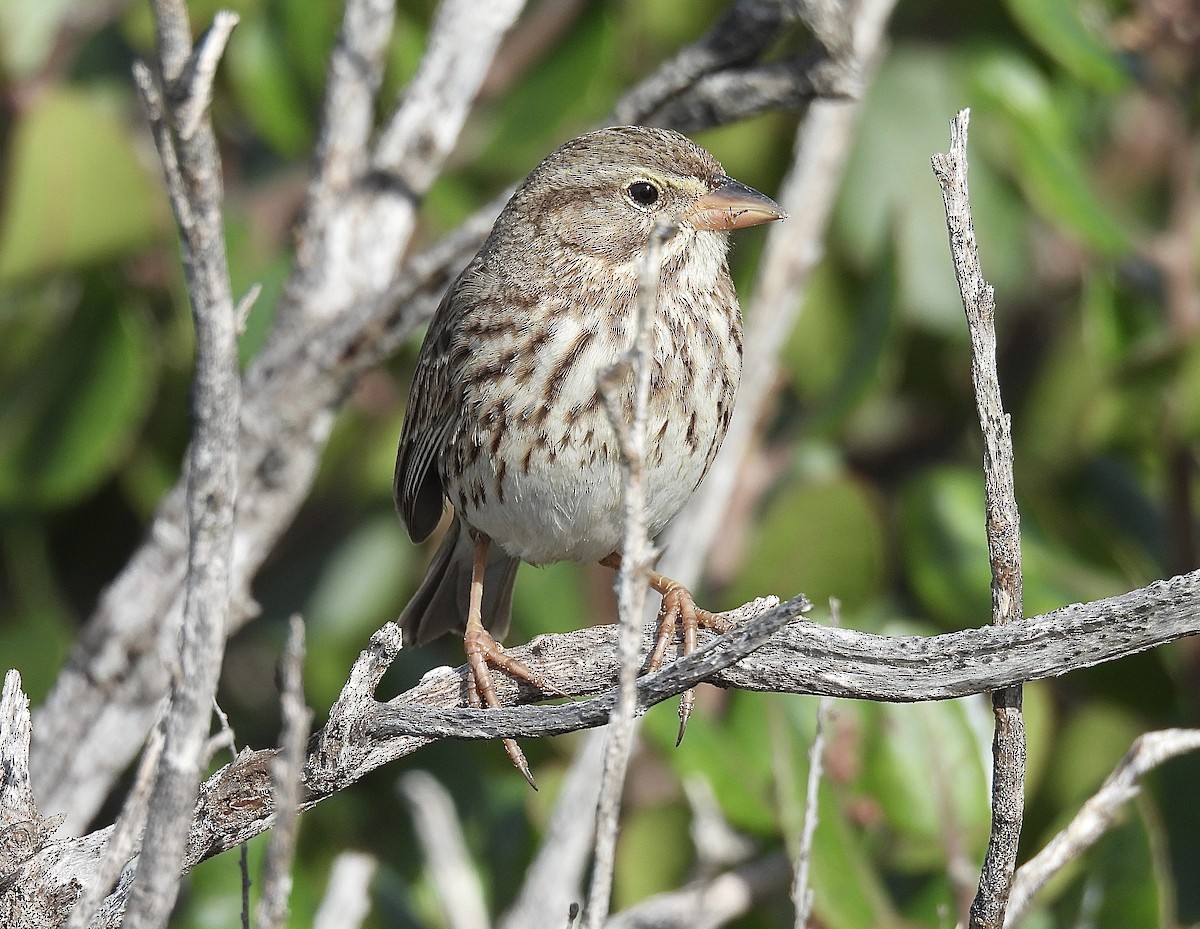 Savannah Sparrow (Large-billed) - ML646322493