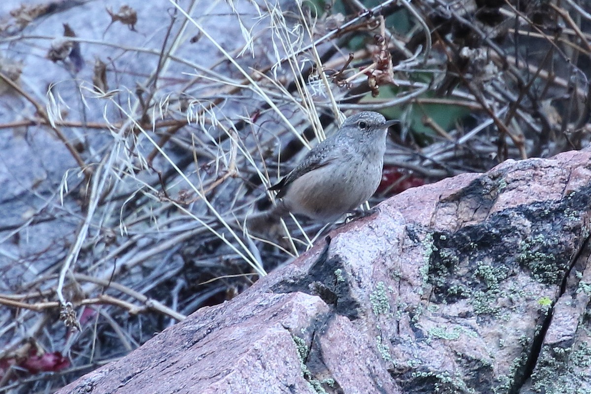 Rock Wren - ML646322498