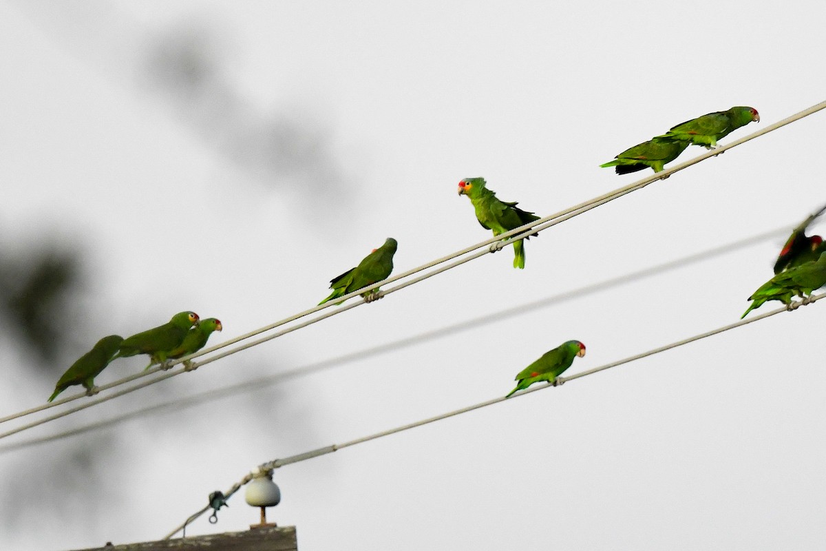 Red-lored Amazon - ML646322503