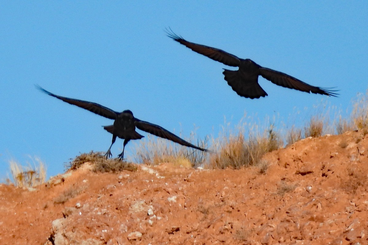 Chihuahuan Raven - ML646322504