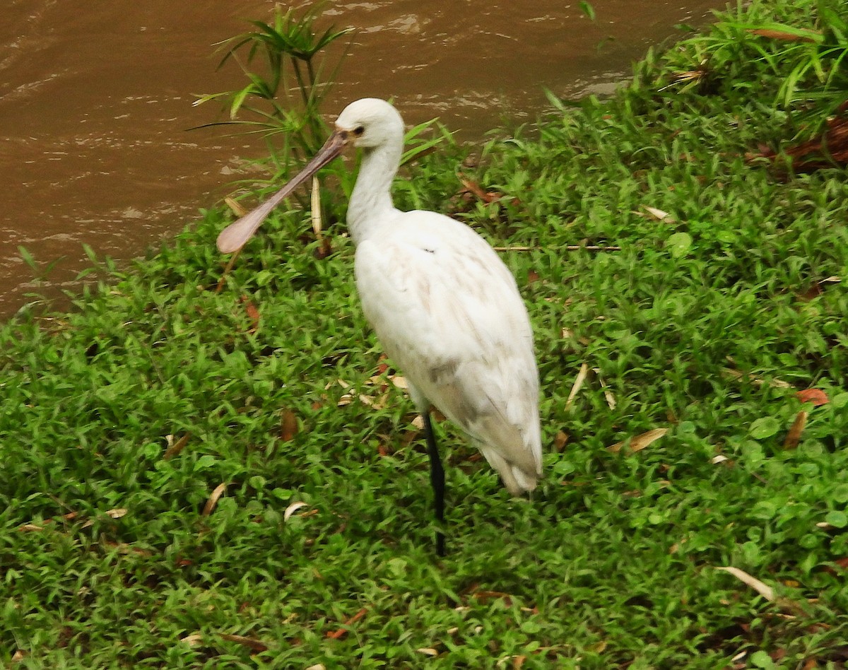 Eurasian Spoonbill - ML646322505