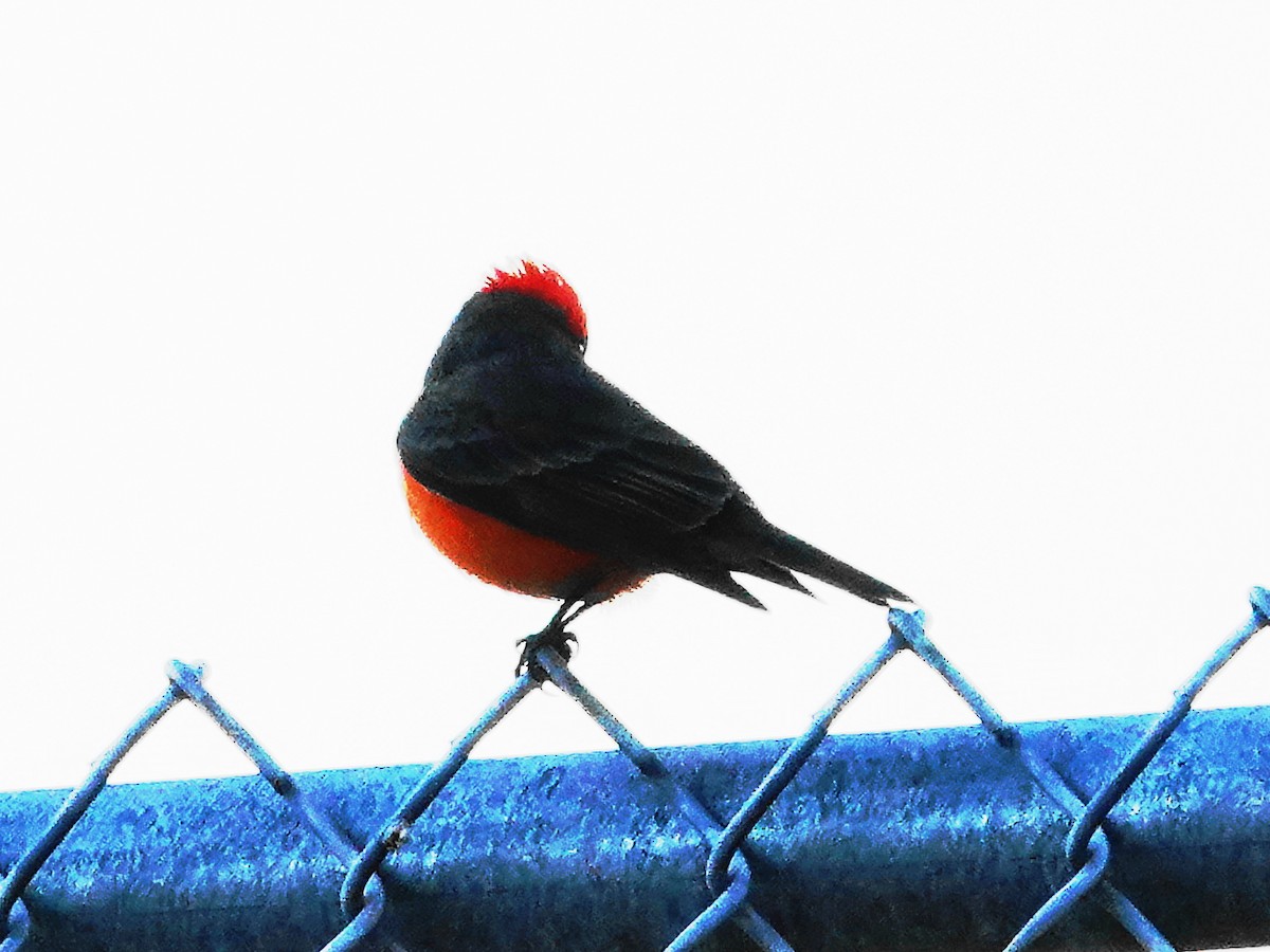 Vermilion Flycatcher - ML646322506
