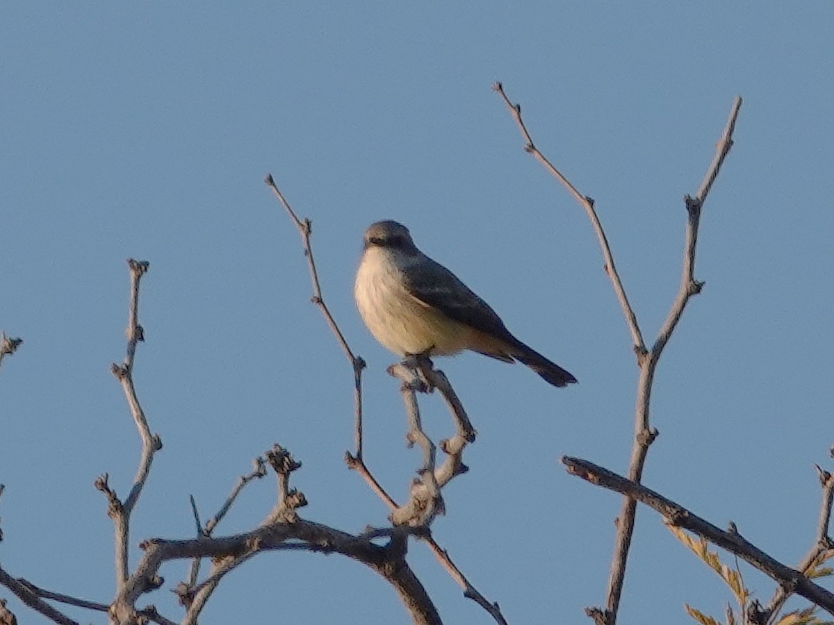 Vermilion Flycatcher - ML646322507