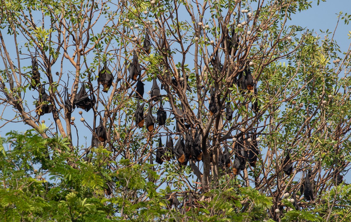 Black Flying-fox - ML646322508