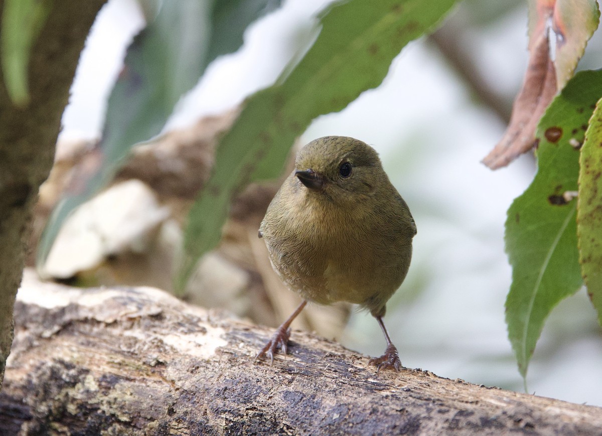 Pinchaflor Flanquiblanco - ML646322519