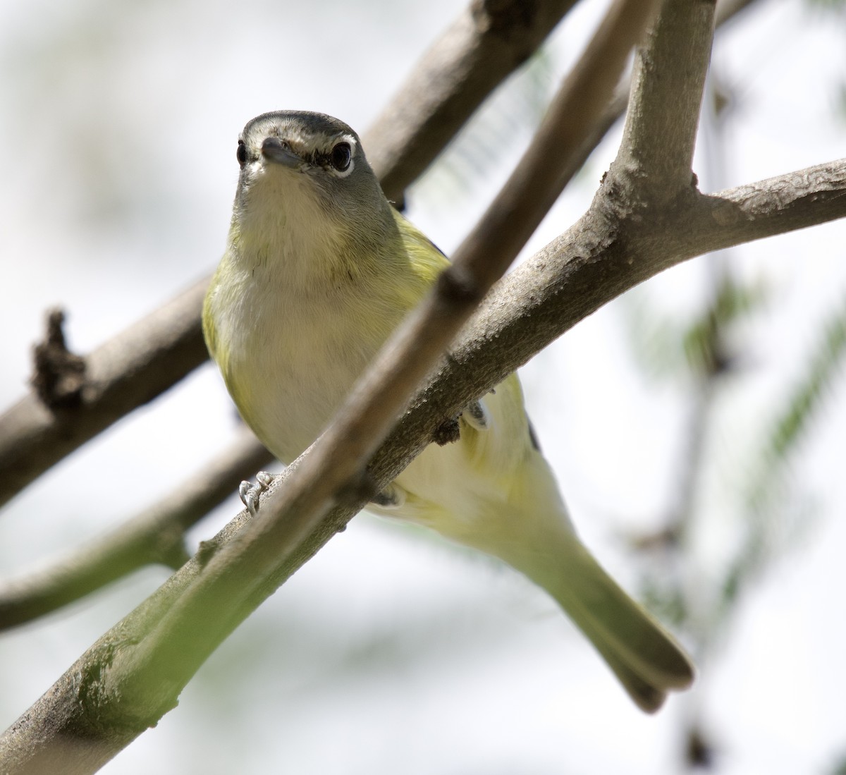Cassin's Vireo - ML646322520